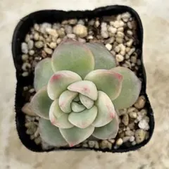 ❀るなこむ❀様 リクエスト 3点 まとめ商品