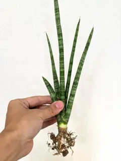 njhhhhu様 リクエスト 2点 まとめ商品