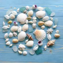 ナチュラルシェル　海素材　貝殻　シーグラス　ハンドメイド　工作　結婚式　デコ