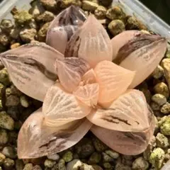 大紫水晶オブツーサ錦　超美株　ハオルチア　観葉植物　D9のサムネイル