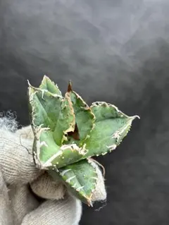 2026年最新】疣猪の人気アイテム - メルカリ