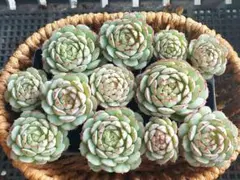 【2000フォロー感謝品】リトルレッドボート⑦★カット苗★エケベリア★多肉植物★