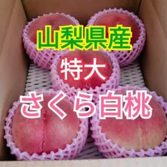 もも様 クール便 ジュワッと甘味溢れる 大玉 さくら白桃 3kg箱 8玉