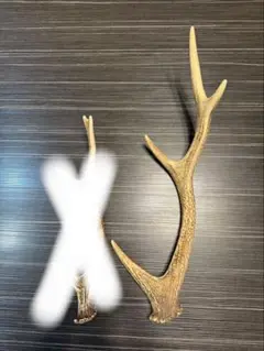 鹿　角①