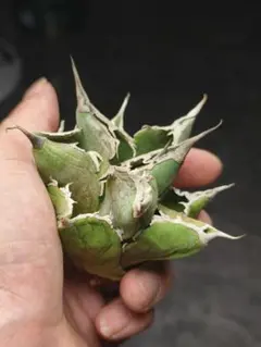 2025年最新】アガベ緑犀牛の人気アイテム - メルカリ