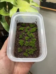 ビカクシダwillinckii Dwarf Mr. Nook前葉体 3カップ - メルカリ
