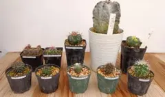 ※/様専用※ 植物44種類セットのサムネイル
