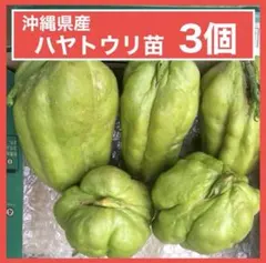 오키나와 차요테 모종 3종 세트