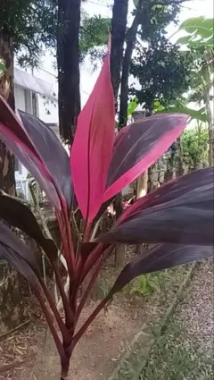 Ariel 即発送目指します様 リクエスト 2点 まとめ商品