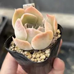 ののい様 リクエスト 2点 まとめ商品