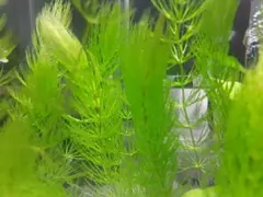 マツモ　５本のサムネイル