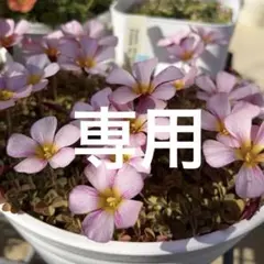 むぎあさり様 リクエスト 3点 まとめ商品