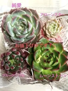 お値下げ中〜❤︎多肉植物 エケベリアカット苗詰め合わせセット寄せ植え 韓国苗⑤❤︎