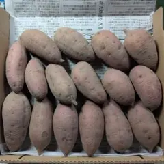 国産　農薬不使用　安納芋　サツマイモ　①