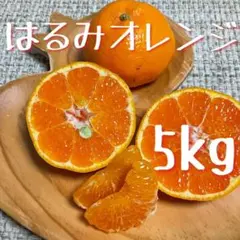 和歌山県由良町産　はるみ　５kg