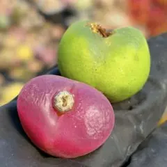 マウガニー　蟠桃　色違い　2株セット　大　抜き苗　多肉植物　コノフィツム