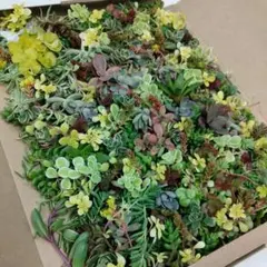 セダム　詰め合わせ　カット苗　20種類