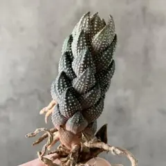 h*7様 B17011★オークション★数量限定！ 美株！ ハオルチア COARC