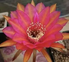 花サボテン 美女丸hyb カキ子１つ グラデーション美花 サボテン