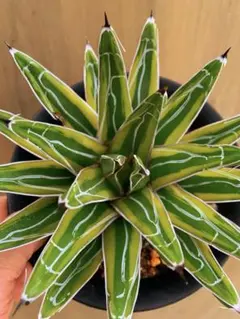 2026年最新】笹の雪 黄覆輪の人気アイテム - メルカリ