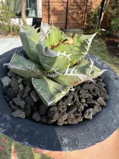 激レア　早い物勝ち　斑入り麻花龍　MaHua 超短葉　ブツブツ　メルカリ便発送 2026年最新】アガベ麻花龍の人気アイテム - メルカリ