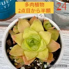 2026年最新】多肉植物カット苗の人気アイテム - メルカリ