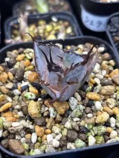 断捨離中❤︎様 リクエスト 2点 まとめ商品