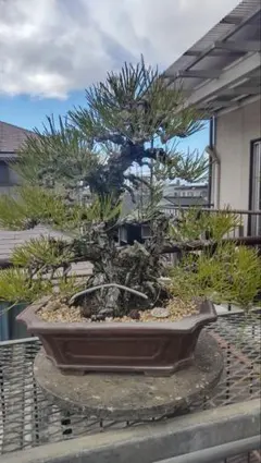 中型盆栽 苔付き マッコウ 中型盆栽 苔付き マッコウ - メルカリ