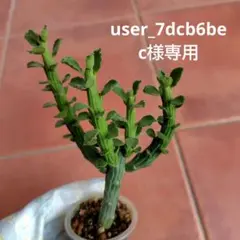 モナデニウム　トーレイ Yahoo!オークション -「モナデニウム」(サボテン) (観葉植物)の