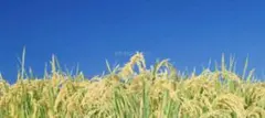 ササニシキ　種籾　100g自然農　令和６年度
