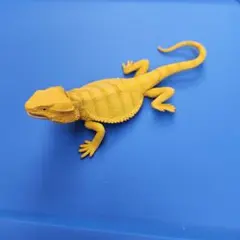 【処分価格❗】トカゲキングダム★ガチャ フトアゴヒゲトカゲB