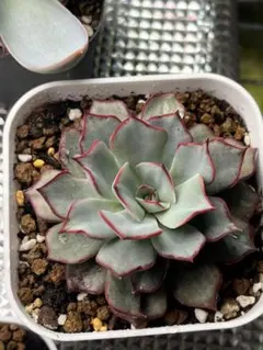 みぃ様 リクエスト 2点 まとめ商品