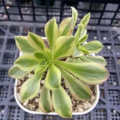 2025年最新】多肉アエオニウムの人気アイテム - メルカリ