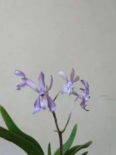 2026年最新】洋蘭バンダの人気アイテム - メルカリ