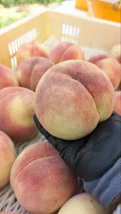 4kg さくら白桃 甘い 8月29日収穫30日出荷