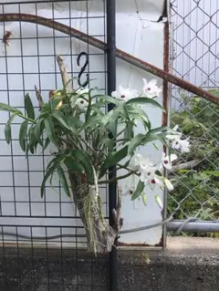 デンドロビウムのサムネイル