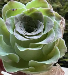 ル*ん様 No.e789グリーノビア　若画　アエオニウム　多肉植物　撮影12月1