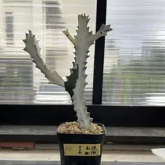 Chi様 リクエスト 2点 まとめ商品