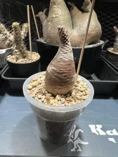 パキポディウム グラキリス塊根植物 コーデックスのサムネイル