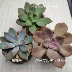 多肉植物　普及種のカット苗
