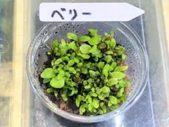 2026年最新】ビカクシダ 胞子 セットの人気アイテム - メルカリ