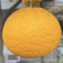 自宅でとれる昔ながらの味の夏みかん　完全無農薬　10キロのサムネイル