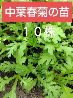 Ashiyamom様 リクエスト 2点 まとめ商品