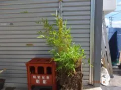 蘇芳竹　すおうちく 蘇芳竹 すおうちく - メルカリ