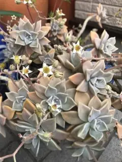 2025年最新】多肉植物朧月の人気アイテム - メルカリ