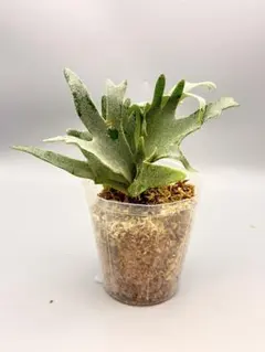 2025年最新】ビカクシダ omgの人気アイテム - メルカリ