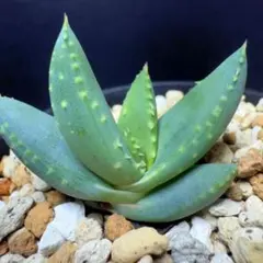 こたつ様 リクエスト 2点 まとめ商品