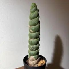 mrca0713様 リクエスト 2点 まとめ商品