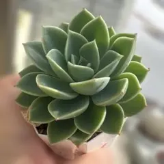 2026年最新】パンジーの人気アイテム - メルカリ