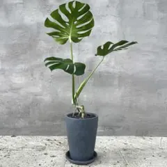 2025年最新】モンステラ根上がりの人気アイテム - メルカリ